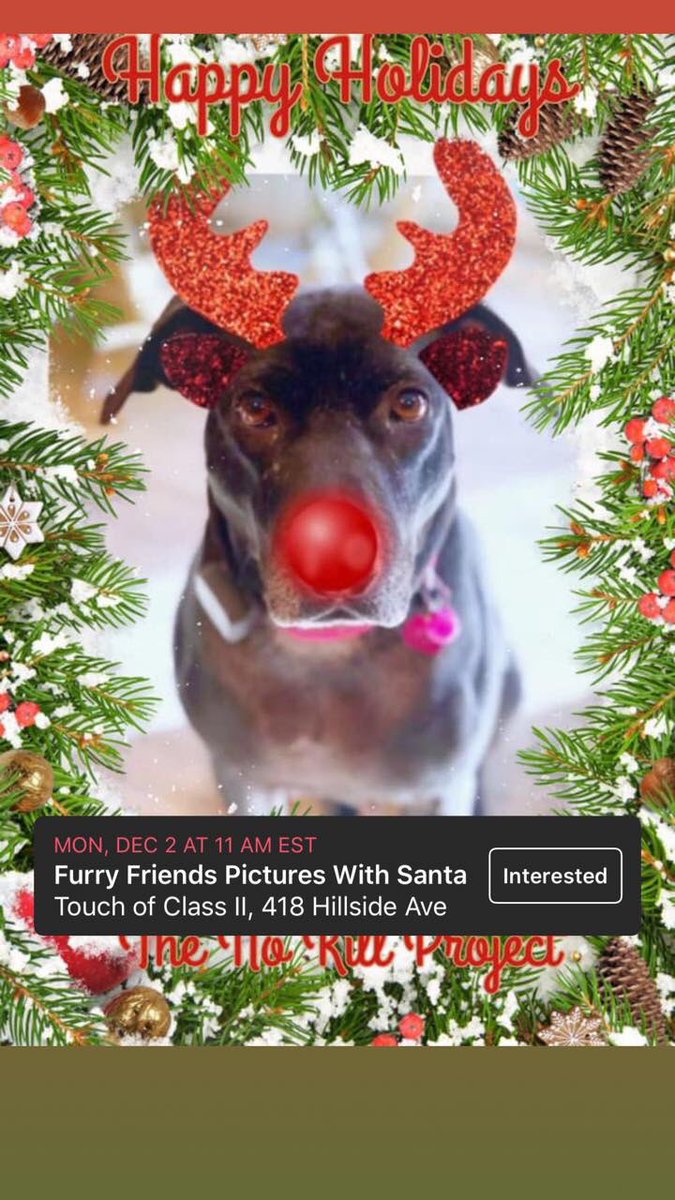 TheNoKillProject (@nokillproject) on Twitter photo 