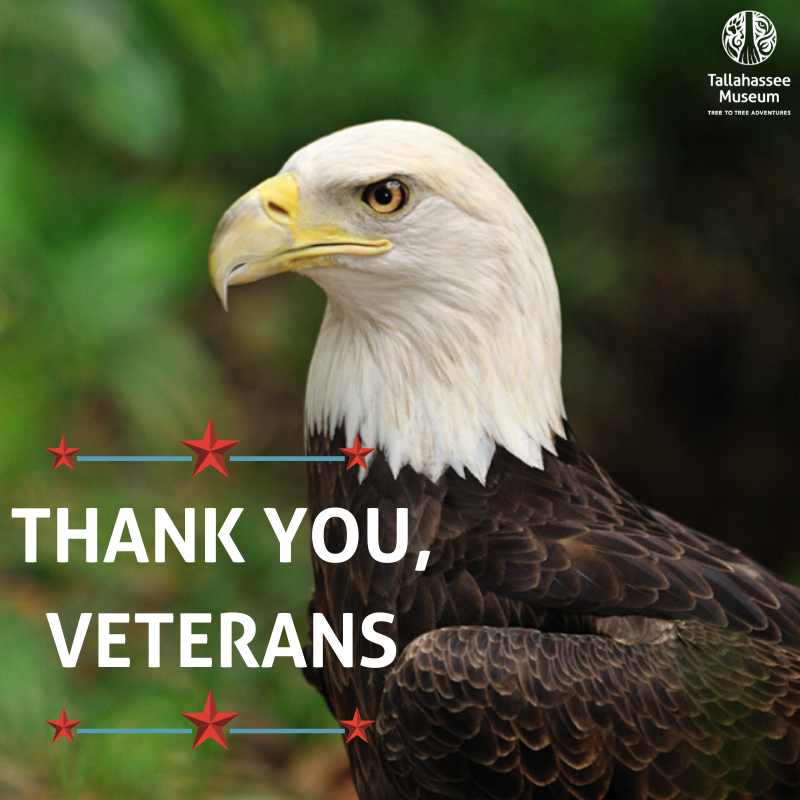 Thank you, Veterans, for you bravery!

From November 9th - 11th FREE admission to Veterans and up to 3 family members.

$5 off Soaring Cypress and Canopy Crossing and $2 off of Treemendous course.

*Not valid with any other promotions, events or offers*