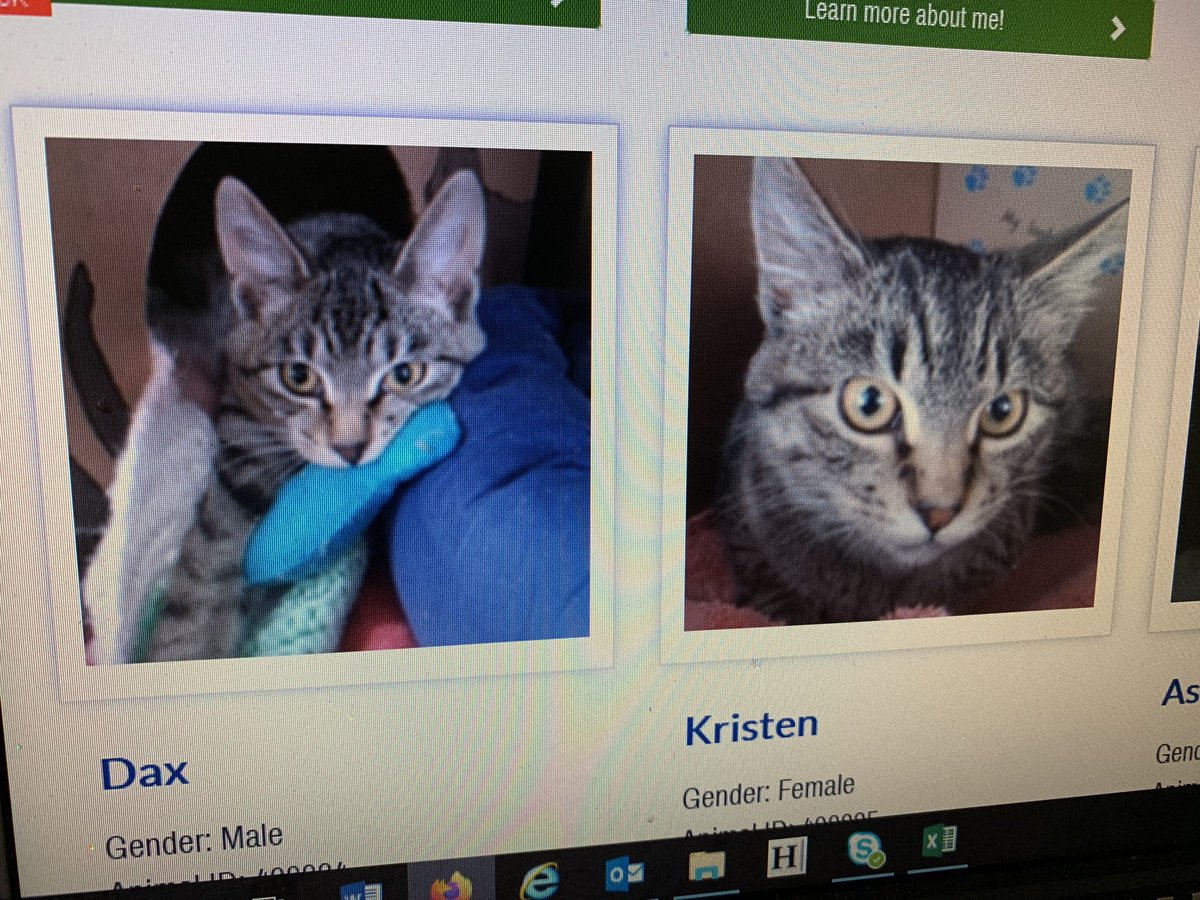 canucknut's tweet photo. Saw some adorable kitties up for adoption at my local @BC_SPCA shelter. @daxshepard @KristenBell @ArmchairExpPod @mpadman https://t.co/ZtTUgo8Z7T