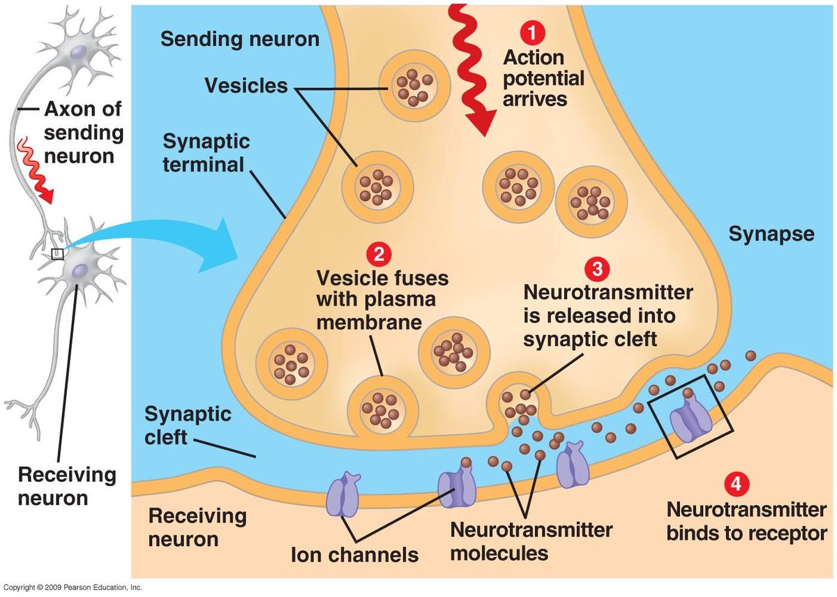 AP Psychology on Twitter "Synapse Space between the axon terminal of