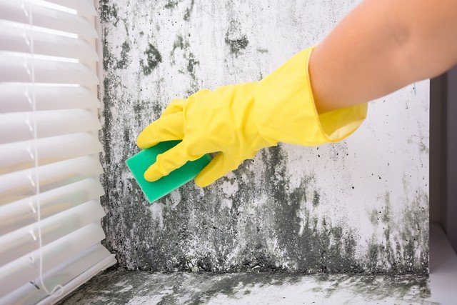 ValorMold's tweet photo. 5 Actions You Should Not Take If You Find #Mold! https://t.co/uuYYOTjaAd #washingtonDc #Virginia If you find mold in your home or business, just remember that disturbing the mold can make the situation worse. Valor Mold is here to help! Call 703-897-7121! PLEASE RETWEET https://t.co/3lw59PKdo5