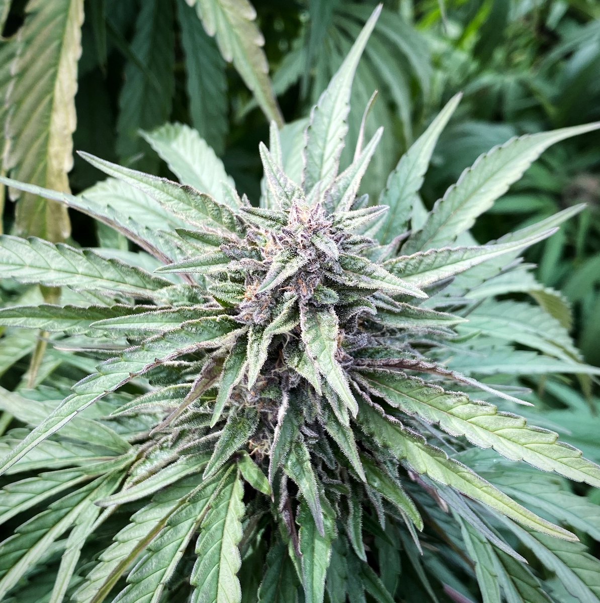 innerzencbd's tweet photo. Some incredible Hemp flower is heading our way...stay tuned and get ready to try something truly delicious. #cbd #CannabisCommunity #baltimore #hampden https://t.co/FzqyUjMlS1