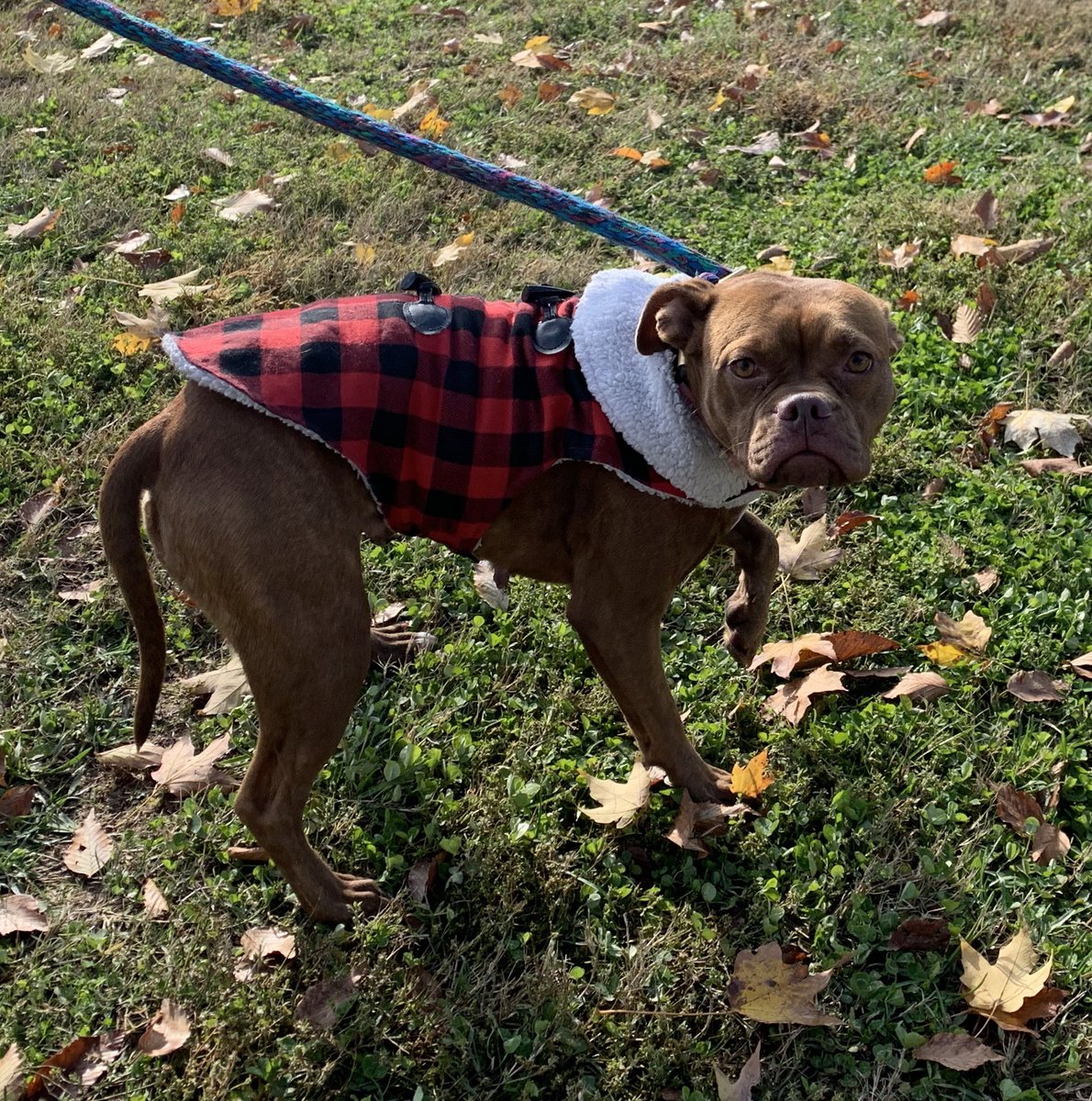 doghauler's tweet photo. Sydney has her coat on and is ready to go home #pets LLC https://t.co/CPoGuVKvl7