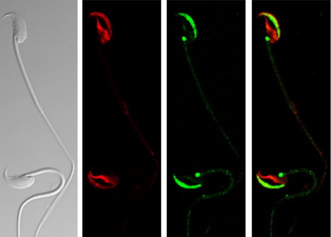 Brett Nixon, Moira O’Bryan and colleagues identify #mouse #spermatozoa proteins that participate in #oocyte interactions through multimeric #protein complexes, and are required for optimal #fertilization. bit.ly/2NuK6gZ
