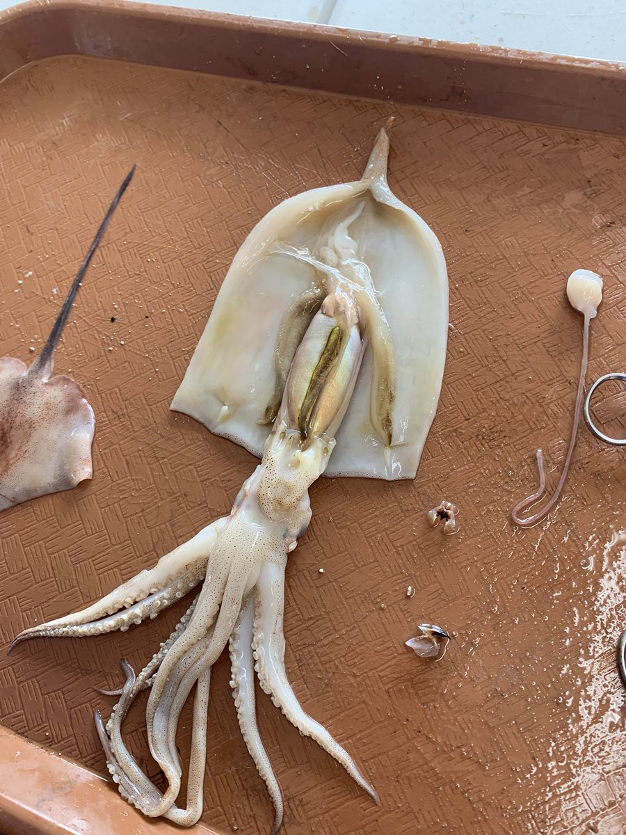 Valeriasketches's tweet photo. Happy FriYAY!
Learning about squid today at @SeacampNHMI
#sketchnotes #sketches #squiddissection #visualnotes ....onto #SharkBiology lesson now🦈 https://t.co/lPeHmri8TH