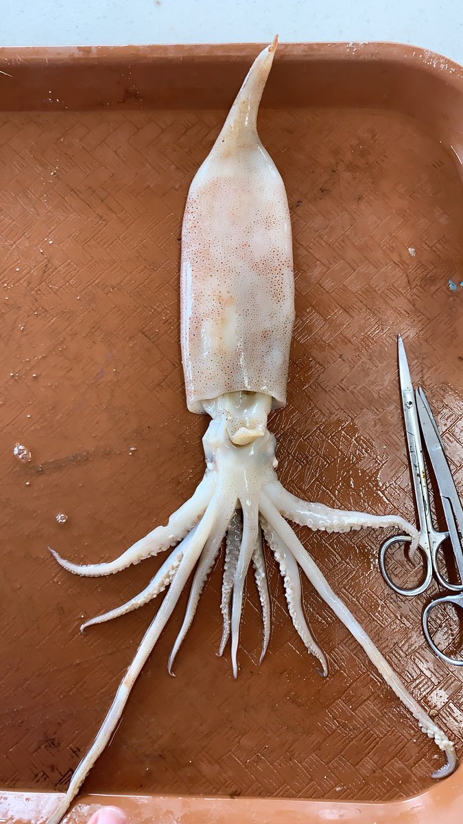 Valeriasketches's tweet photo. Happy FriYAY!
Learning about squid today at @SeacampNHMI
#sketchnotes #sketches #squiddissection #visualnotes ....onto #SharkBiology lesson now🦈 https://t.co/lPeHmri8TH