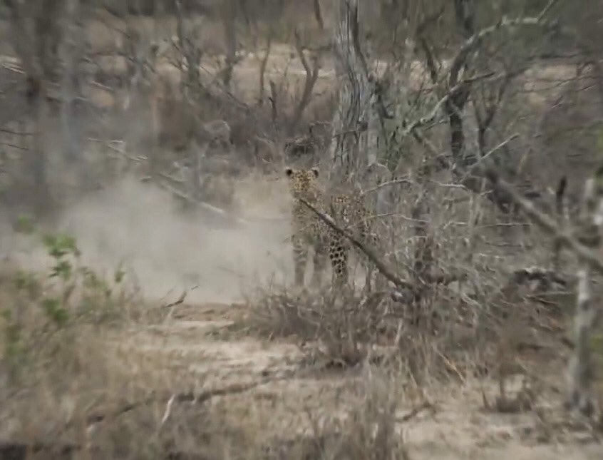CraigyNdot's tweet photo. “Eat my dust, Tlalamba”, says the scrub hare. #safarilive https://t.co/TRSXatxPh5