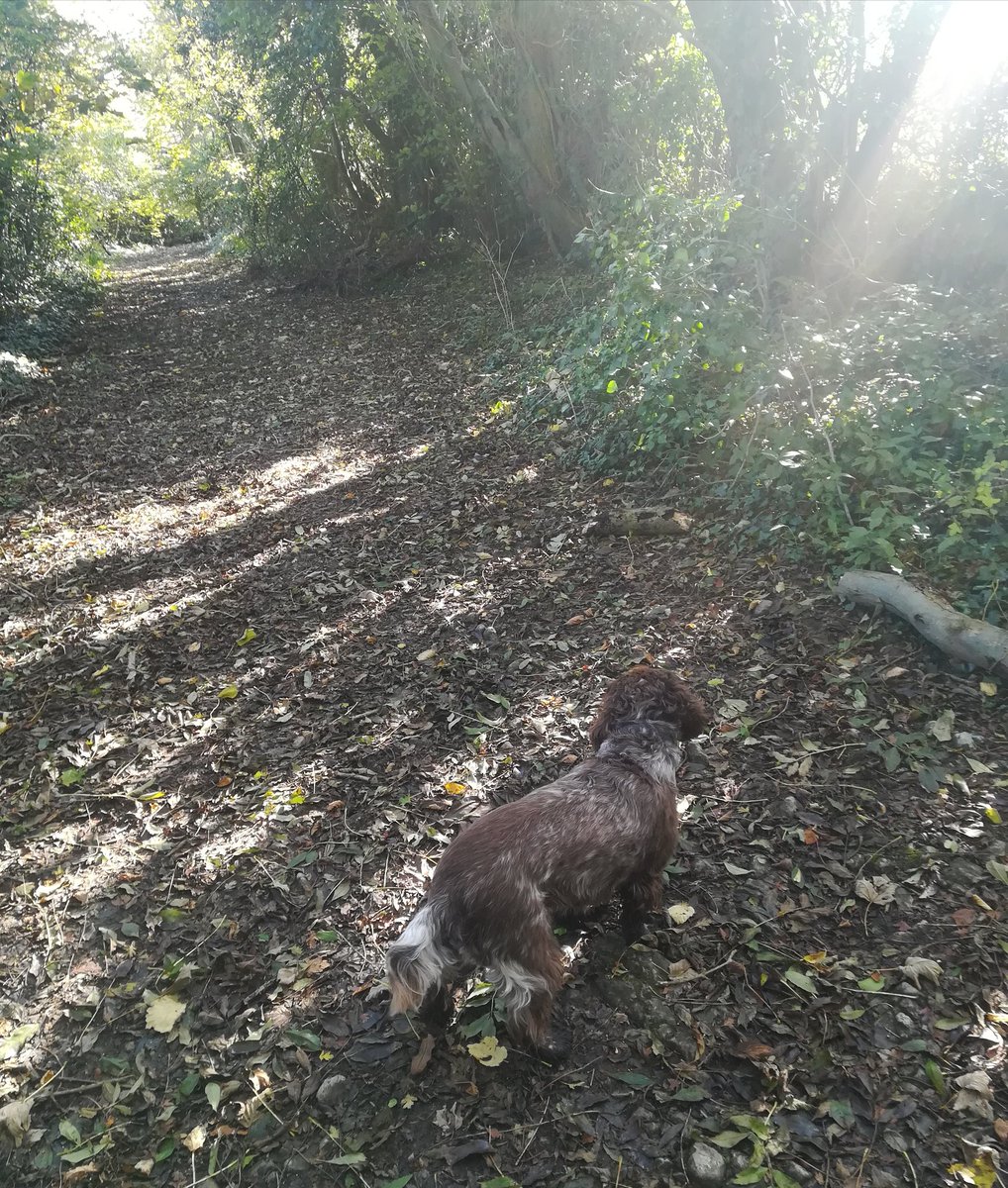 AndyD1907's tweet photo. An autumn walk in Wales https://t.co/iMCRhzvmYZ