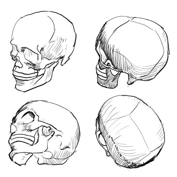 昨日と今日のはiPhoneの「解剖学3Dアトラス」というアプリの3Dモデルをスケッチした絵です。
複雑な所は単純化して描いてます。
#スケッチ 