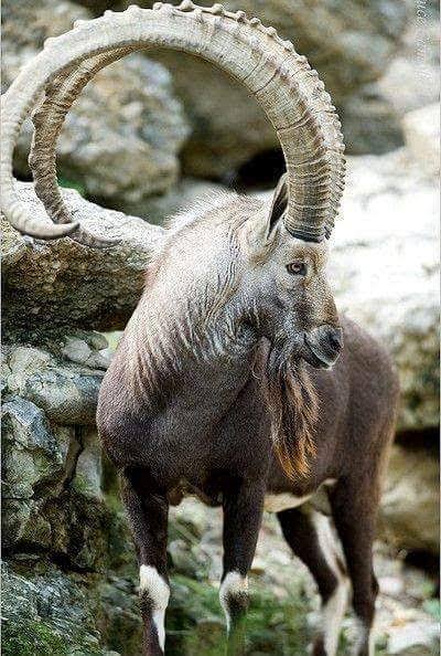Ssamia (@ssamia_j) on Twitter photo #محبت_مافیا
🦌ٹیم مارخور🦌
<a href="/blackholesm/">shafqat ch</a>
@saeed_malik_ed
@MiannShahzad
@1rfan_ahmad
@NaseerA02983442
<a href="/one_pak_/">محمد عثمان</a>
@RAJANASIRRAJA
<a href="/KamalAhmedPasha/">Kamal Ahmed Pasha</a>
@HabibAlRehmank2
@AqibBal0uch
@JavedLone72
@U_habibarao
<a href="/Saeyyed/">Sadakat hussain Saeyyed</a>
@TheSohaibBaloch
@aatarar2
<a href="/shakee/">Shakee</a> #محبت_مافیا
🦌ٹیم مارخور🦌
<a href="/blackholesm/">shafqat ch</a>
@saeed_malik_ed
@MiannShahzad
@1rfan_ahmad
@NaseerA02983442
<a href="/one_pak_/">محمد عثمان</a>
@RAJANASIRRAJA
<a href="/KamalAhmedPasha/">Kamal Ahmed Pasha</a>
@HabibAlRehmank2
@AqibBal0uch
@JavedLone72
@U_habibarao
<a href="/Saeyyed/">Sadakat hussain Saeyyed</a>
@TheSohaibBaloch
@aatarar2
<a href="/shakee/">Shakee</a>