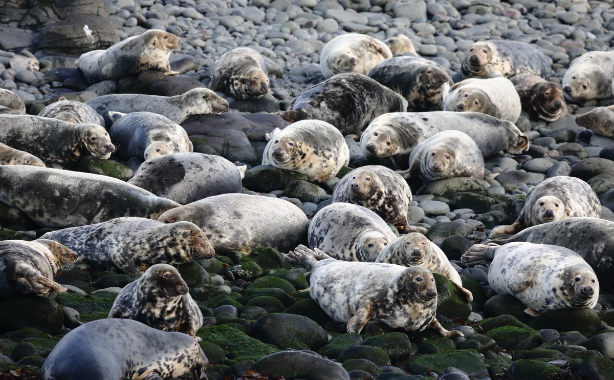 #AtlanticSeals on @NTFarneIslands pupping. The season is well under way #pupSeason #SealColony #FarneIslands #Northumberland #Seals #canonphotography
