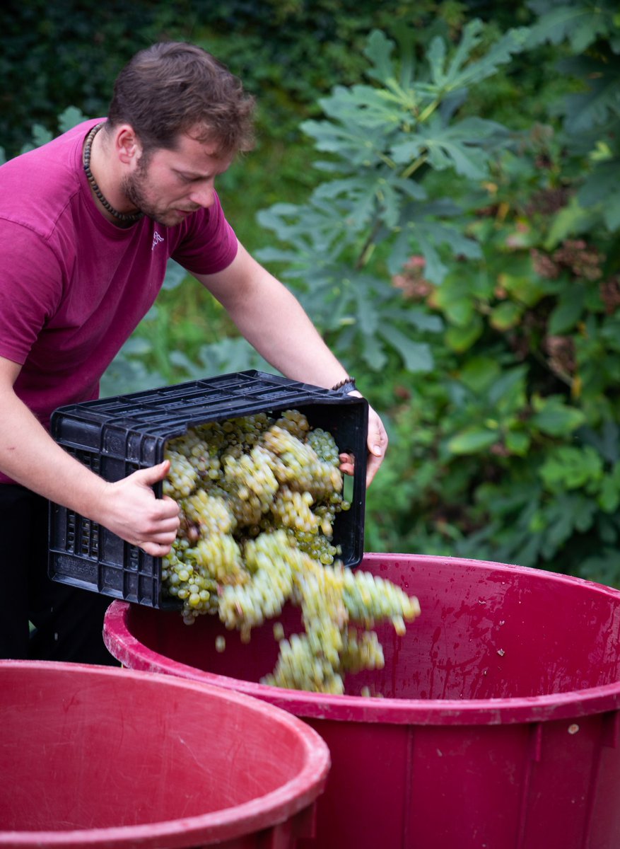 FMarcazzan's tweet photo. Giovani produttori crescono guardando anche alla tradizione.
#love #girl #amazing #style #nature #friends #grapes #microimprese #piccoliproduttori #mountain #montilessini #sangiovanniilarione #durella #soloqualitร #onlyquality https://t.co/zTYLTC5X7O