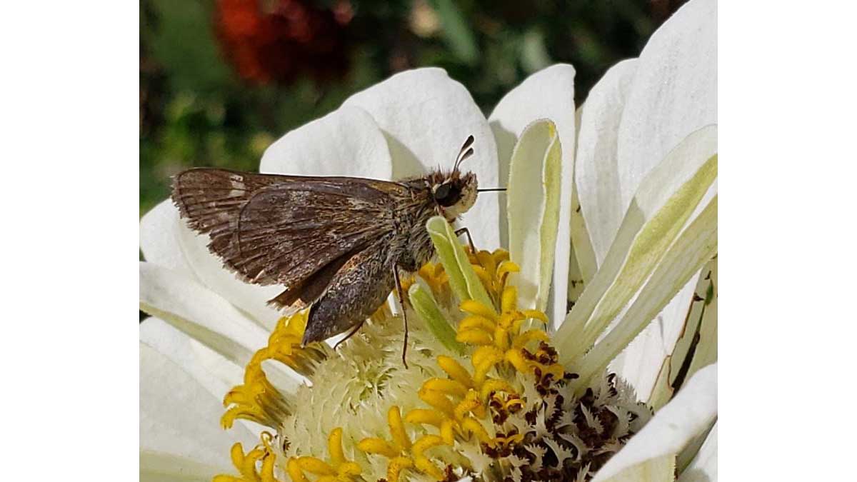 verticalscreen's tweet image. Another friendly visitor to the #VSGarden!

Is it a #butterfly?  Is it a #moth?  Is it a buttermoth?  Regardless, it's adorable and seems happy to have a nice flower to land on!

TGIF - hope everyone has a safe Friday and weekend!