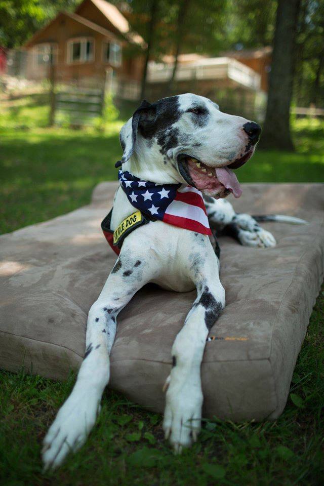 exploreorg's tweet photo. This #VeteransDay weekend, gift a mobility assistance dog to a war veteran who needs one. From now until the end of Veteran’s Day, donate to our @ServiceDogPr  fundraiser, and we’ll match every single donation up to $50,000!

Donate here: https://t.co/kmSD9USxFh https://t.co/0BRvKeFwux