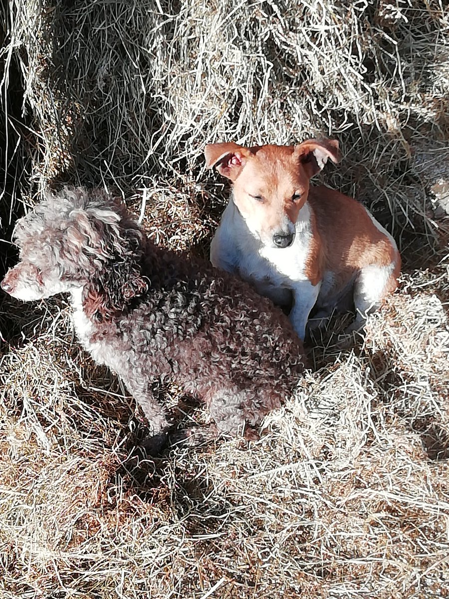 Enjoying the sunshine at Great Eaves Farm
