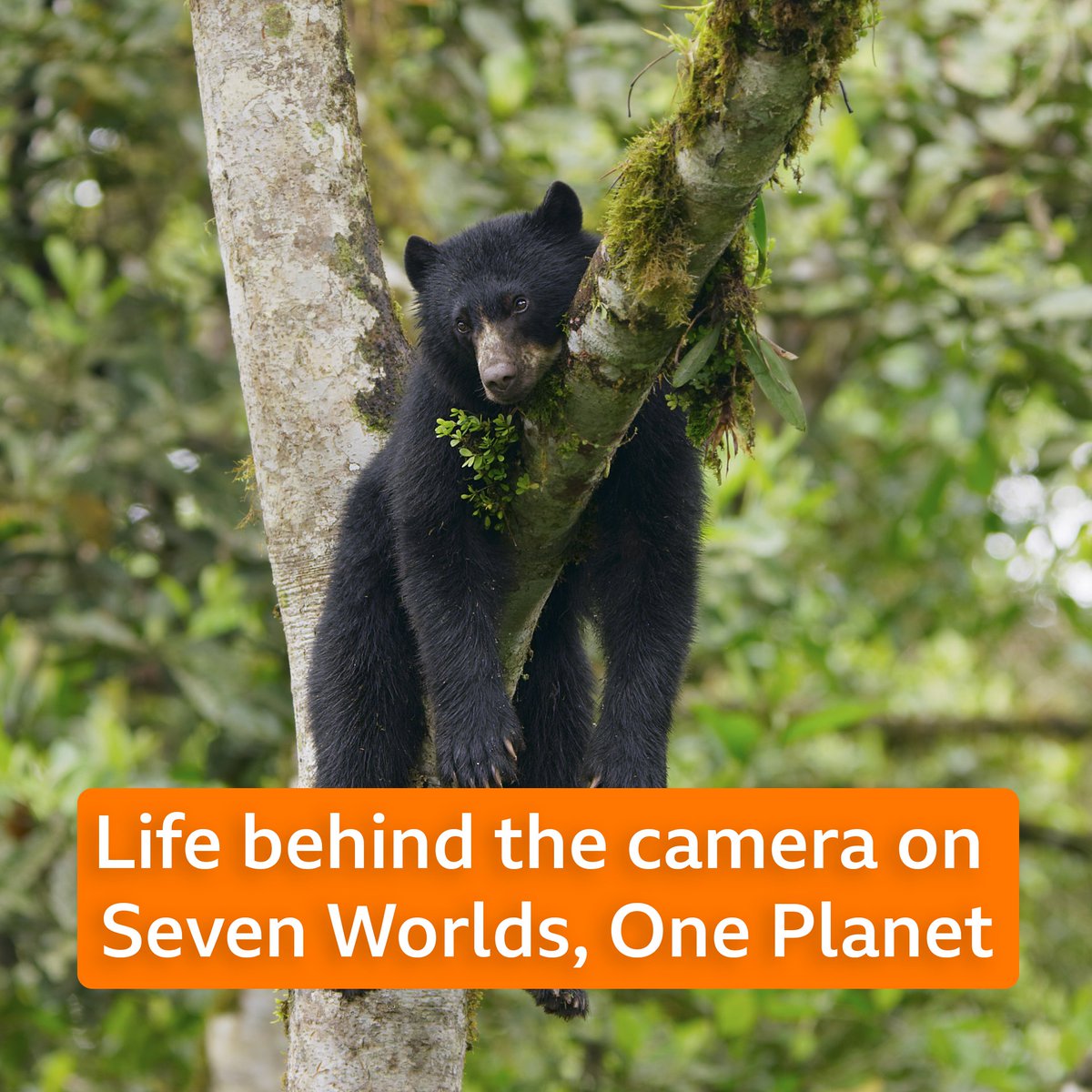 BBC Breakfast (@BBCBreakfast) on Twitter photo 2019-11-10 18:02:00 Just how do you film a frog the size of your thumbnail 🐸 #FridayFeeling #SevenWorldsOnePlanet Just how do you film a frog the size of your thumbnail 🐸 #FridayFeeling #SevenWorldsOnePlanet