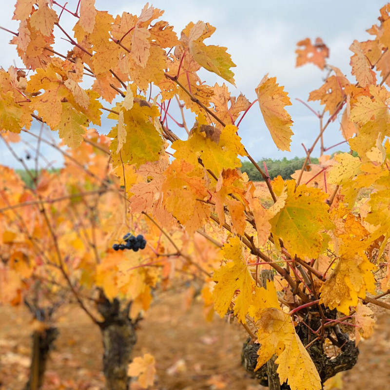 GoyoViadero's tweet photo. Los colores del otoño en Finca Los Quemados el viernes pasado @HRDIREKTOR #goyogarcíaviadero #fincalosquemados #otoño #otoñoconvino #viña #elvinosehaceenlaviña #vinonatural #laotraribera #lariberadeldueronatural #riberadelduero https://t.co/8TY23rcoTS