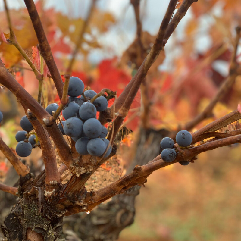 GoyoViadero's tweet photo. Los colores del otoño en Finca Los Quemados el viernes pasado @HRDIREKTOR #goyogarcíaviadero #fincalosquemados #otoño #otoñoconvino #viña #elvinosehaceenlaviña #vinonatural #laotraribera #lariberadeldueronatural #riberadelduero https://t.co/8TY23rcoTS