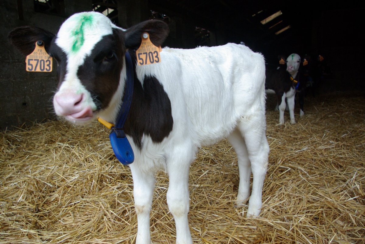agritof80's tweet image. Concours de maquillage ?

Non, traces de crayon de marquage pour animaux afin d'être certain de ne pas doubler la dose de vaccination des veaux contre la grippe (Rispoval intranasal).

#CeuxQuiFontLeLait
#Procross