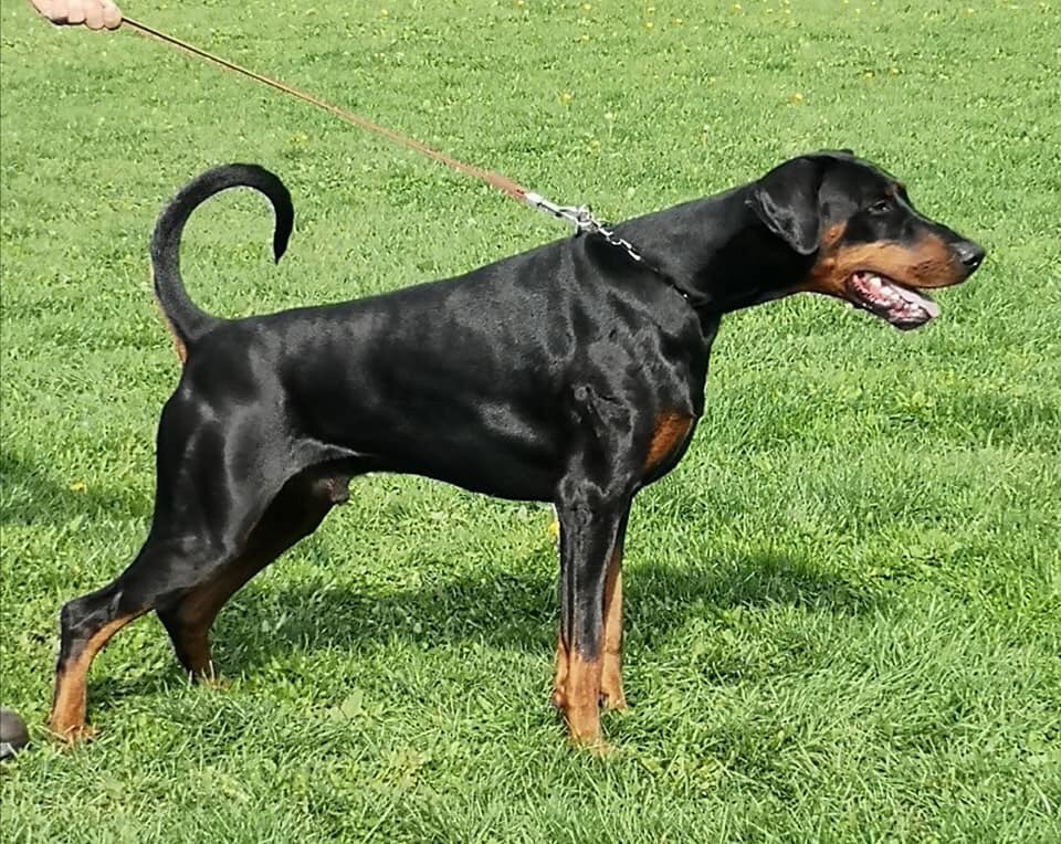 jagerhohle's tweet photo. From father to son .. ☺️
La bienvenue au petit Prime vom Jagerhöhle. 🤙🏻
Retenez bien son nom il va faire des ravages 🥰🐾
#dobermann #dobermanpinscher #dobermans #DobieWeek #Dcf #jagerhöhle #Alsace https://t.co/gRIZ86liOL