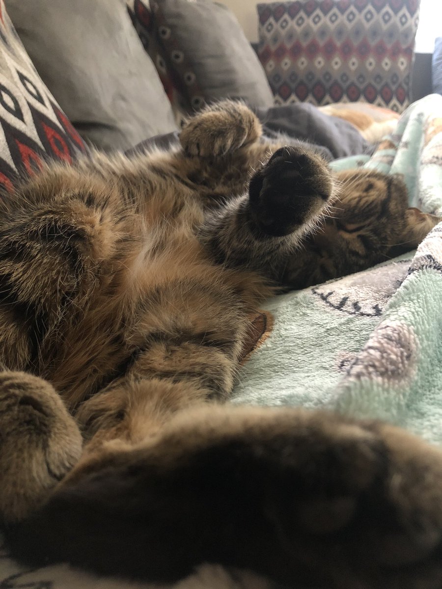 CLEwing17's tweet photo. I wish I could even get close to this level of comfort 😴 https://t.co/zkv0v5e5zf