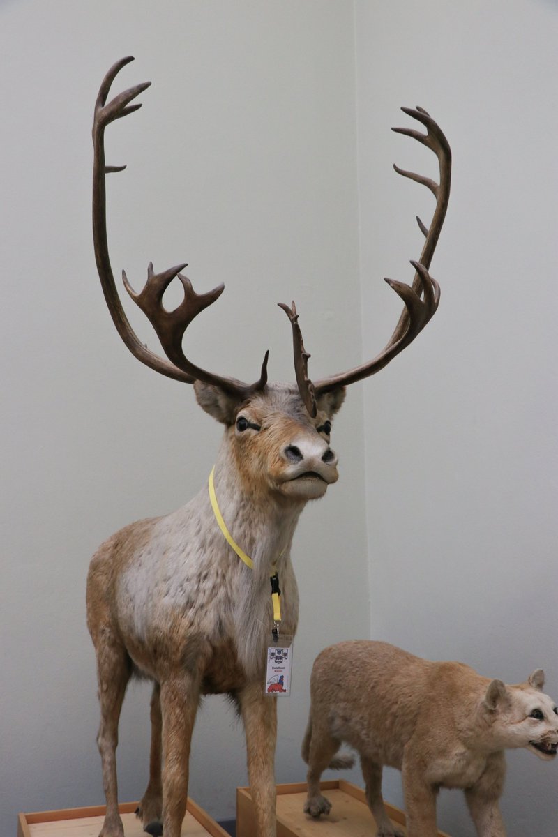 museomixCH's tweet photo. "Dans la peau de..." l'une de nos thématiques #Museomix2019 au Palais de Rumine! Les animaux du musée de zoologie se prêtent au jeu ✨ #museomix #mxrumine https://t.co/zzqYk4Sa96