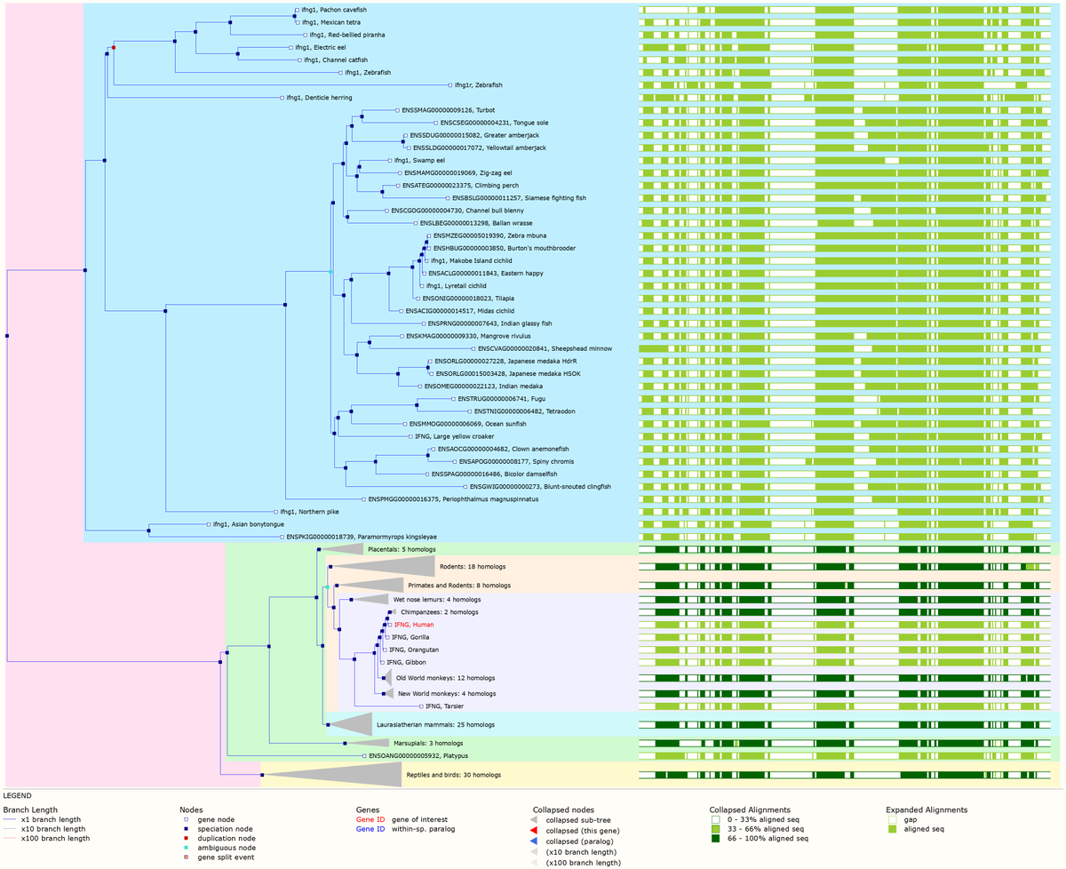 ensembl's tweet photo. You can explore #GeneTree of our #GeneoftheWeek interferon gamma (IFNG) with just a few clicks using Ensembl. Can you see the duplication event in zebrafish?
https://t.co/mccomdEx3E https://t.co/JmqMwNtWVn