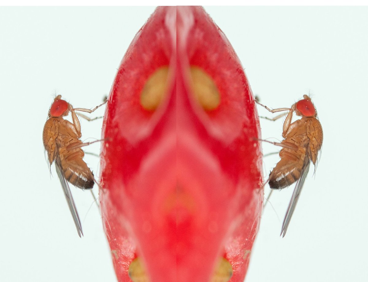 We're one, but we're not the same.  Different Drosophila suzukii in different invaded countries. In our new JPS paper   link.springer.com/article/10.100…
