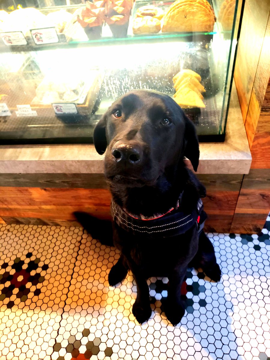rootcoffeehouse's tweet photo. This is Rufus! As a service dog he has a very important job to do. Gets paid in pup cups and love. He's very clearly a professional. #dogsofroot #goodboy https://t.co/GDUArAbYNX