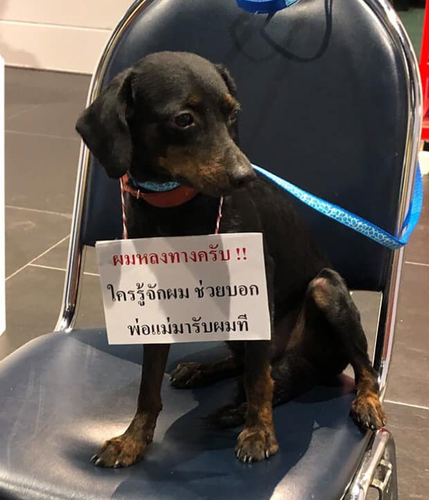 kintiew360's tweet photo. น้องอิมแพ็ค  น้องหมาที่ถูกทิ้งกลางงาน Pet expo ที่ เมืองทองเจ้าของใจร้ายมาเอาน้องมาปล่อยในงาน นึกถึงตอนที่เขามองหาเจ้าของคงเจ็บปวดมาก  ใครพร้อมจะรับเลี้ยงดูให้ติดต่อไลน์ไปที่
FB: Thailand Adopter Club   #หมาถูกทิ้ง #หาเจ้าของ 
มีหมาอีกหลายตัวนะครับที่ทางศูนย์ดูแลอยู่
@js100radio https://t.co/y9XBxoGWfP