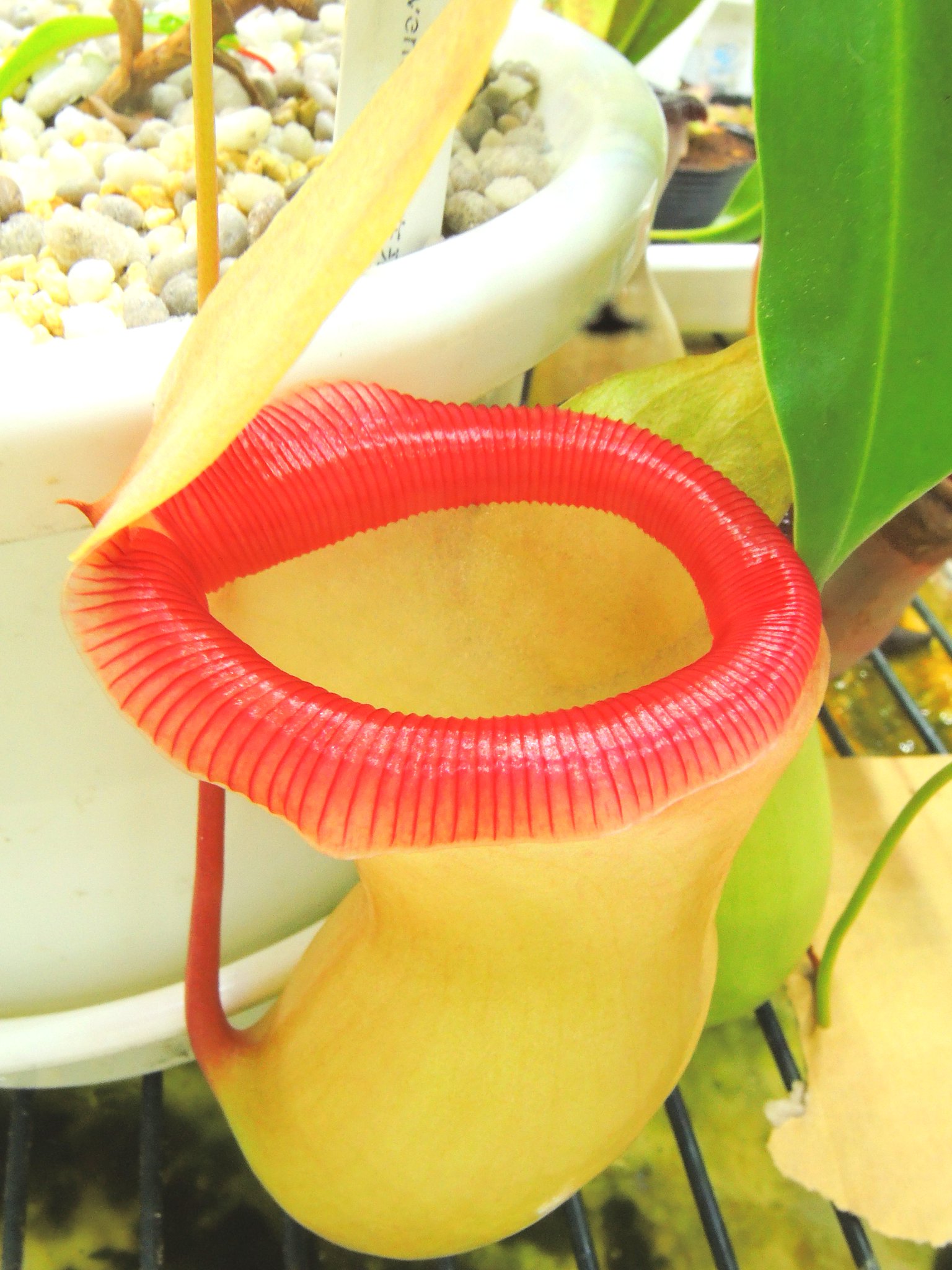 藻岩山 食虫植物栽培録など Nepenthes Ventricosa 在来系 ネペンテスベントリコーサ ウツボカズラの ネペンテスベントリコーサの在来系です なんとなくコケティッシュな雰囲気も漂うネペンです 古くから栽培され 昔の文献などにもよく写真が載って 藻岩山 食虫植物栽培録など Nepenthes Ventricosa 在来系 ネペンテスベントリコーサ ウツボカズラの ネペンテスベントリコーサの在来系です なんとなくコケティッシュな雰囲気も漂うネペンです 古くから栽培され 昔の文献などにもよく写真が載って