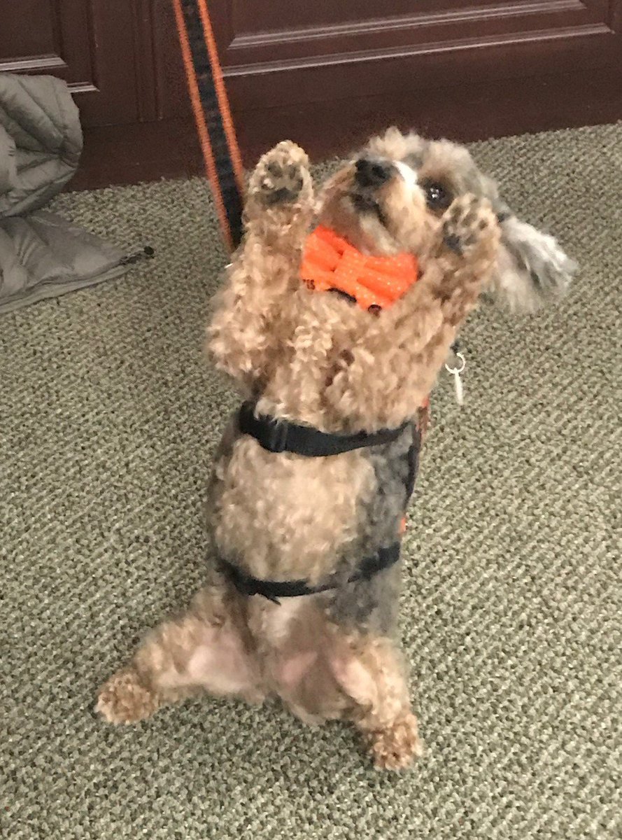 RegistrarOSU's tweet image. Otis from @Pets4Pete is literally begging for you to come visit him at the front desk of the Office of the Registrar. We are in 322 Student Union – come by and say hi before noon! #iamokstate #pettherapy