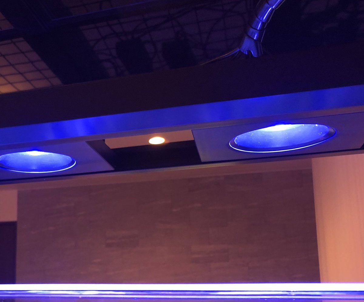 peninsula_reef's tweet image. ラディオンを使う予定を変更し、レッドシーの営業担当と話して自信に溢れていたreefLED
稼働して1ヶ月
半年、1年とどう変化していくか楽しみと不安が入り混じってます！
#ReefLED #RedSea #サンゴ