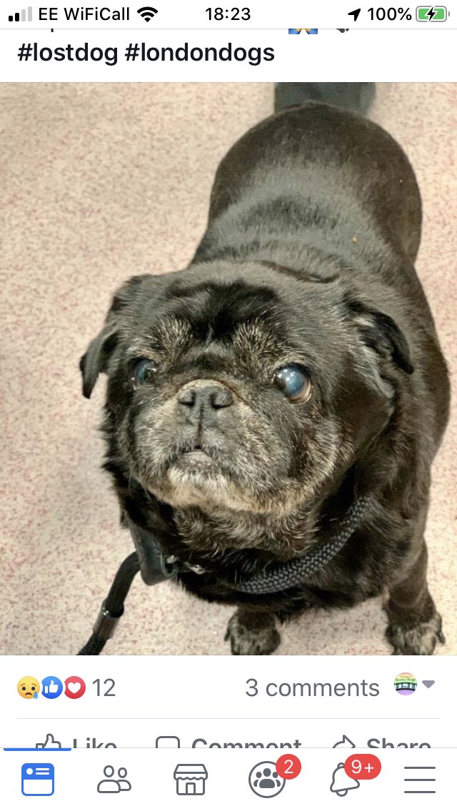 🆘 DOG FOUND 🆘 This lovely elderly female pug was just found wandering alone near Abbeville Road, Clapham - if anyone has lost her or knows her, please get in touch with Cuffe Vets on 020 8772 9922 and please share to help her find her owners #founddog