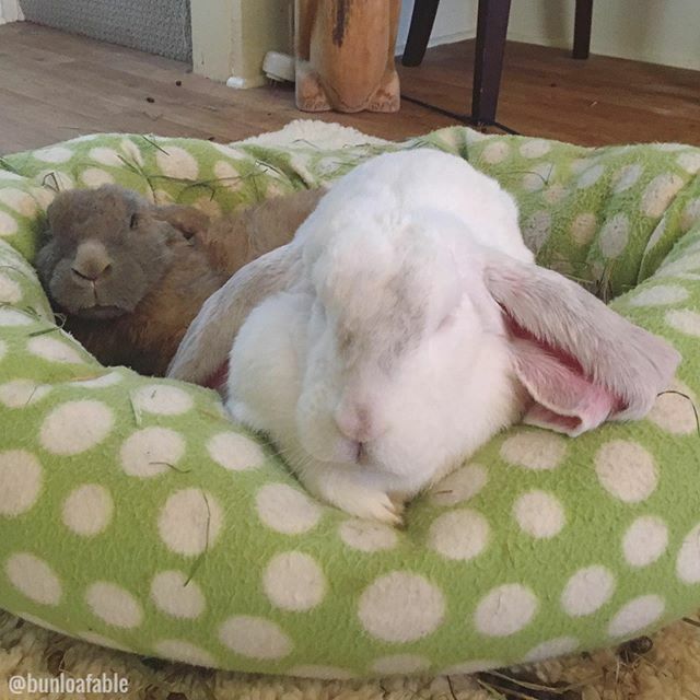 Bunloafable tweet media