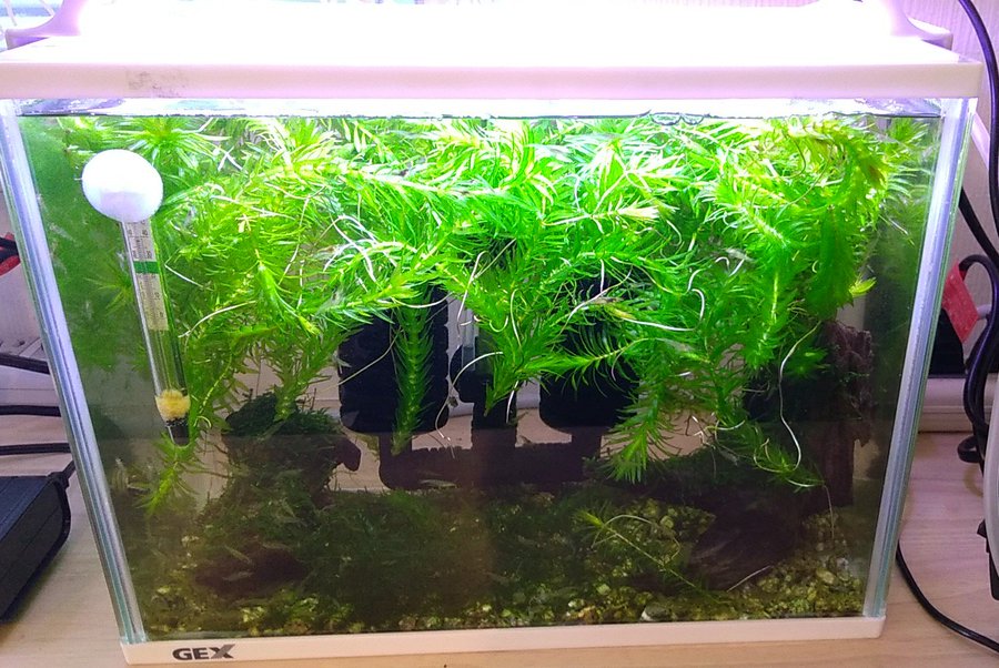 アナカリスは浮かすべき 植えるべき どちらが良いか調べてみた Every Day
