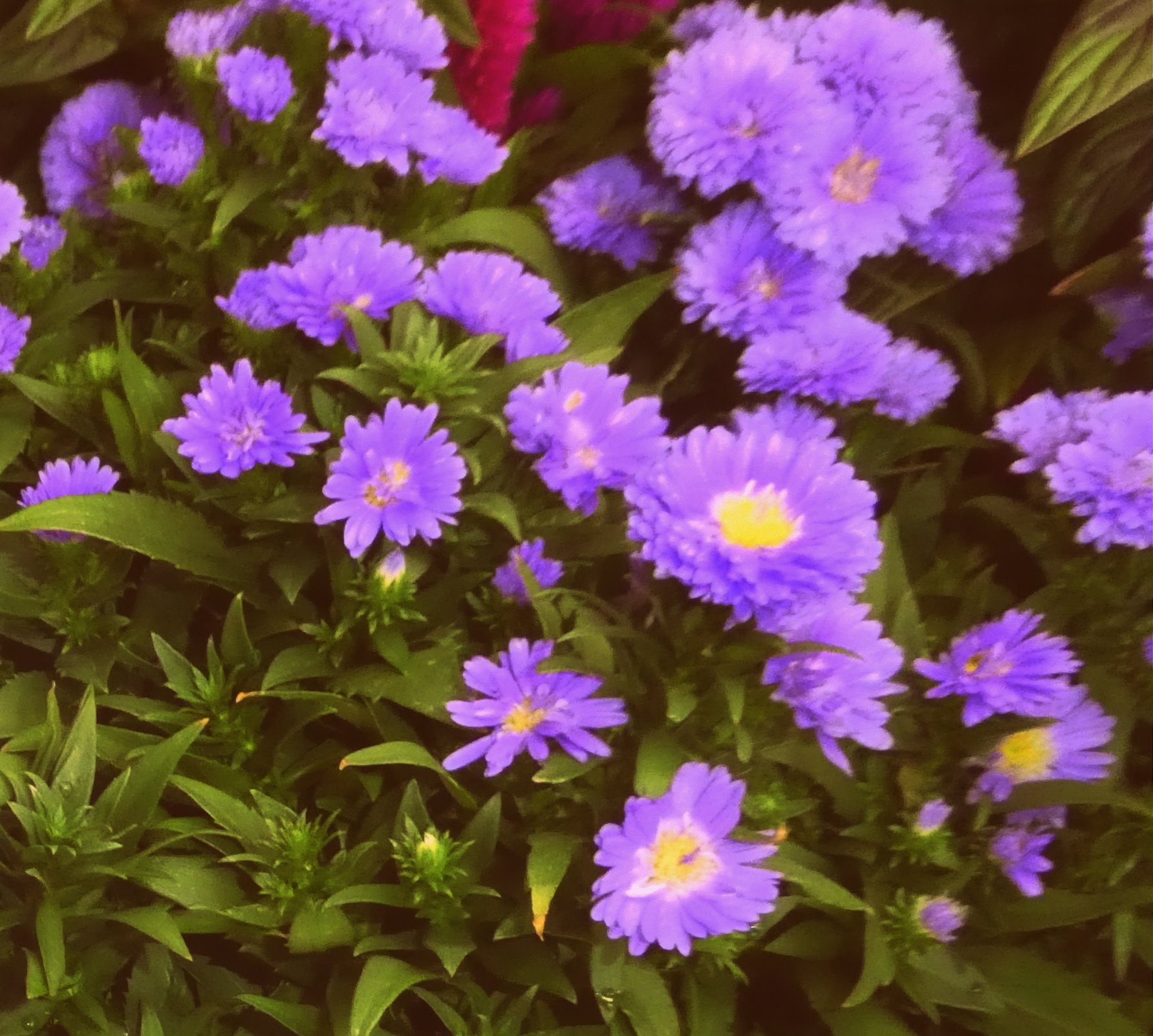 تويتر やまうさぎ على تويتر 宿根アスターの花 宿根アスターはキク科シオン属の多年草で耐寒性で原産地は北アメリカで宿根アスターは世界に500種類以上があるそうです 花期は6月 11月頃だそうです 花言葉は控えめ Jr大阪ステーションシティ広場で写させて頂き تويتر やまうさぎ على تويتر 宿根アスターの花 宿根アスターはキク科シオン属の多年草で耐寒性で原産地は北アメリカで宿根アスターは世界に500種類以上があるそうです 花期は6月 11月頃だそうです 花言葉は控えめ Jr大阪ステーションシティ広場で写させて頂き