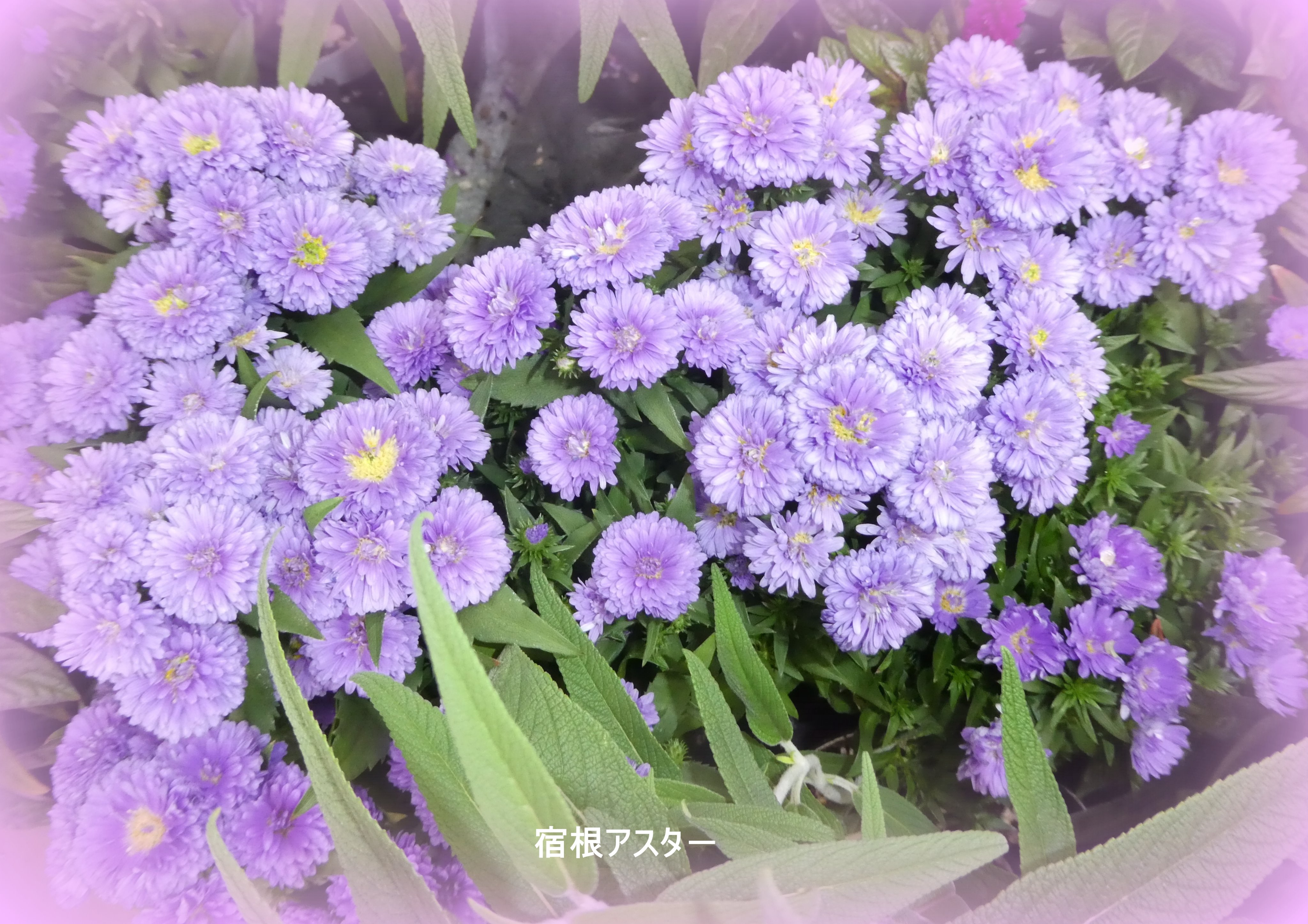 تويتر やまうさぎ على تويتر 宿根アスターの花 宿根アスターはキク科シオン属の多年草で耐寒性で原産地は北アメリカで宿根アスターは世界に500種類以上があるそうです 花期は6月 11月頃だそうです 花言葉は控えめ Jr大阪ステーションシティ広場で写させて頂き