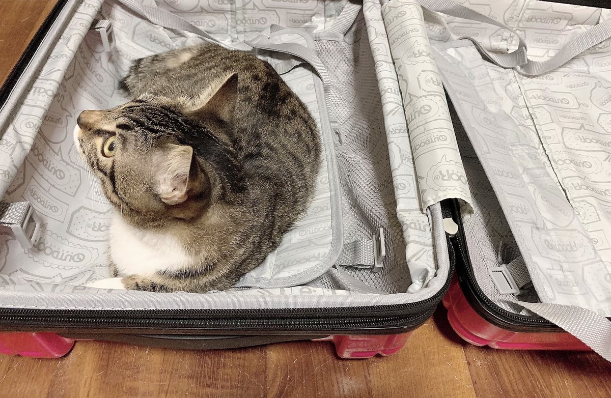 CHRIS_ryukyu's tweet image. おーまい合衆国🤦🏻‍♀️

毎度キャリーバッグにinするもんだから荷造りできやしない🤦🏻‍♀️