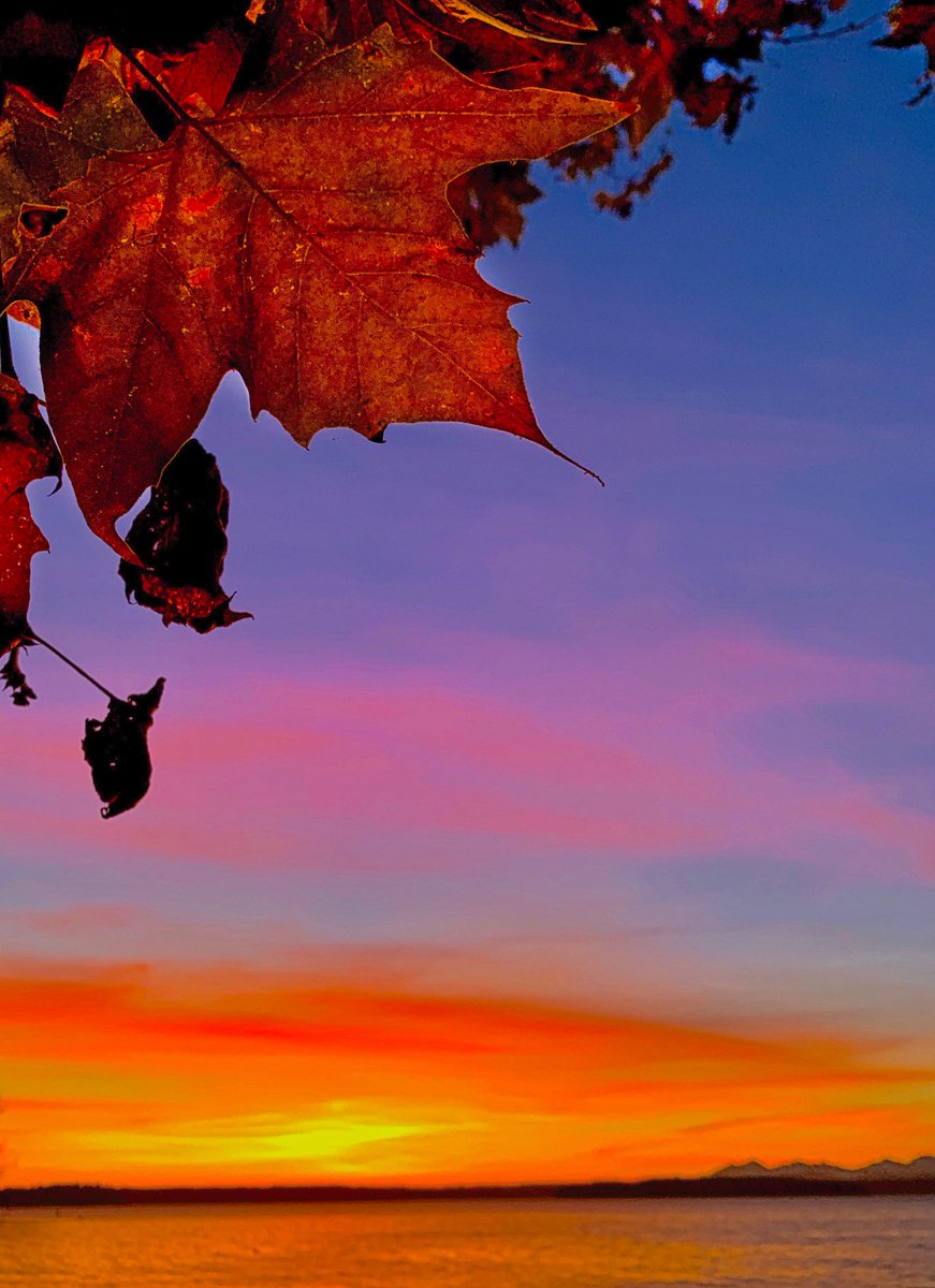westseattleher's tweet photo. Photo by Patrick Robinson #sunset #westseattle #Seattle #LowmanBeach #NovemberBeauty #PatrickRobinson https://t.co/dzXtnKbKwO