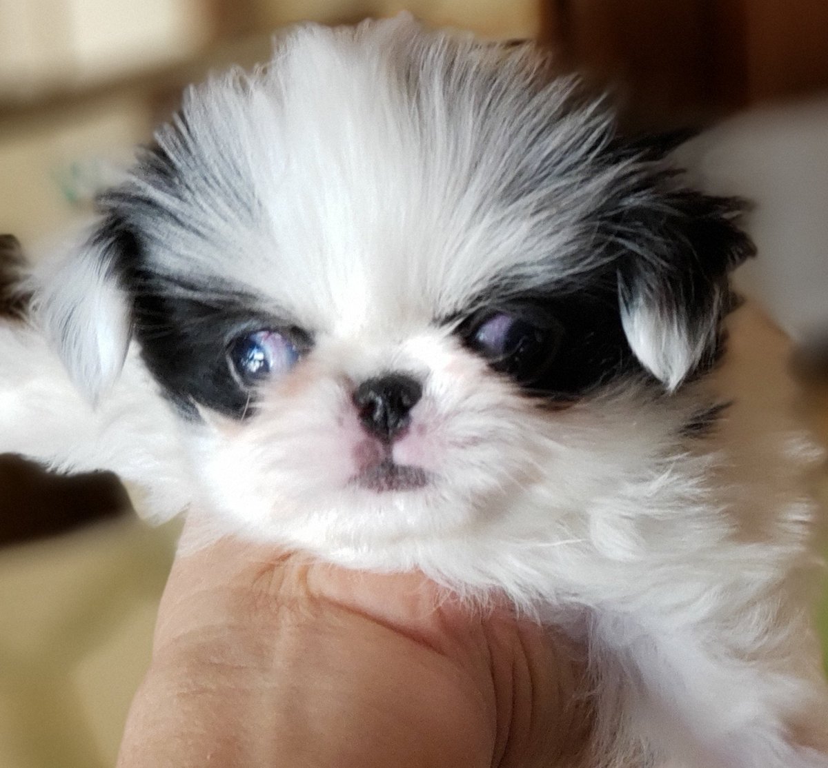 ます 無料 譲り 京都 子犬