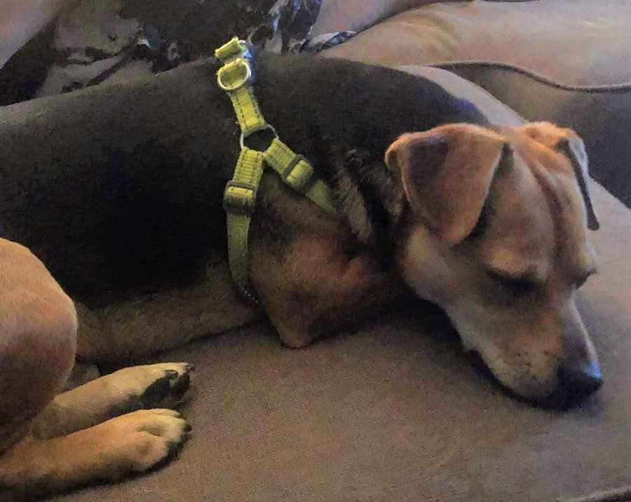 humblehoundsmn's tweet photo. 2-year-old Ramsey is a beagle mix. He gets along with other dogs and is cat tested.

Ramsey's prior owners had to surrender him when their living situation changed. We are accepting applications, which will be reviewed starting Nov. 18. Apply at https://t.co/s0ibIp9vUk. https://t.co/gwM3Eh6o3Y