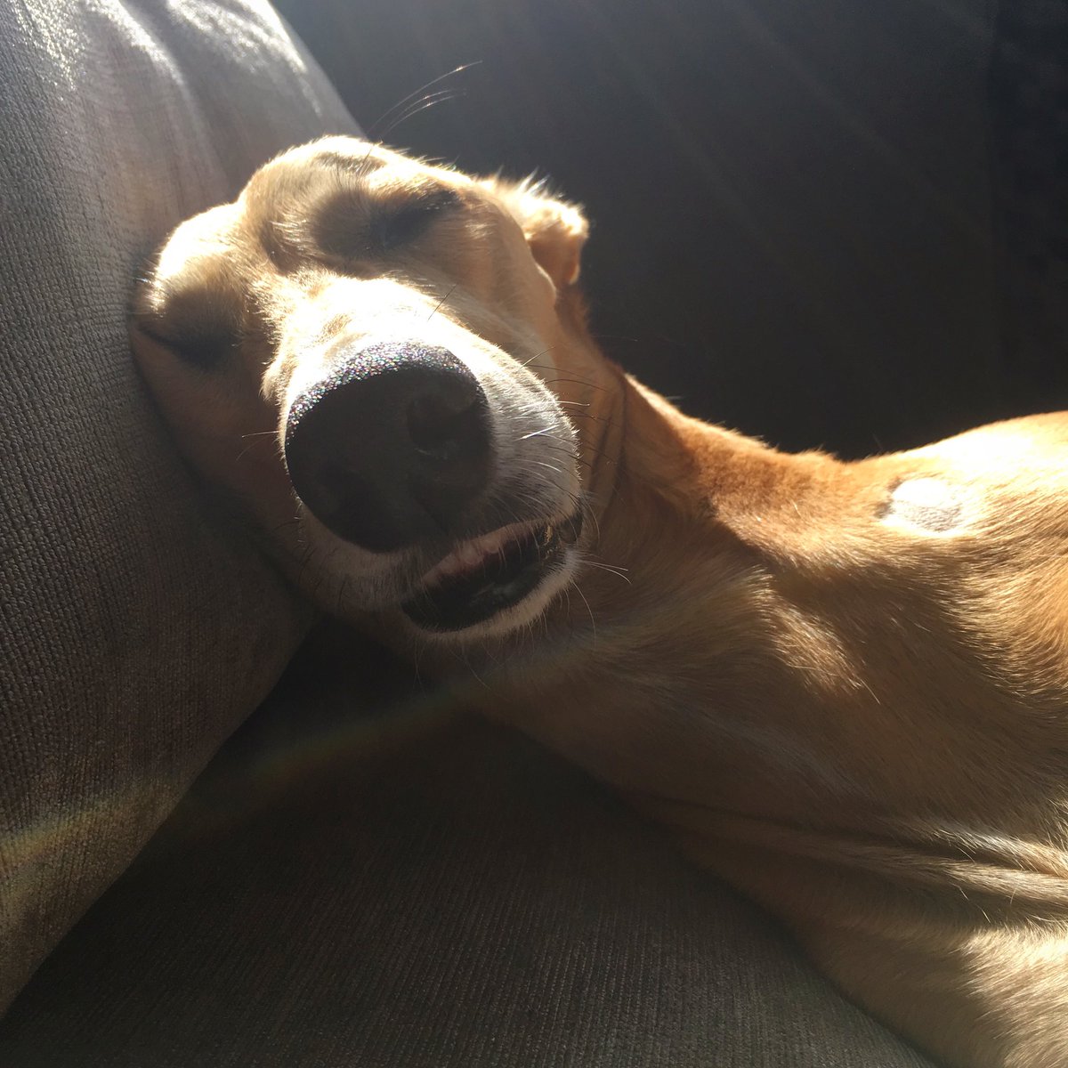 When your lying in bed on your phone and open the front camera..😳 
Who else?!!🙋‍♀️
<a href="/TrendyWhippet/">The Trendy Whippet</a> 
#saluki #whippet #greyhound #italiangreyhound #lurcher