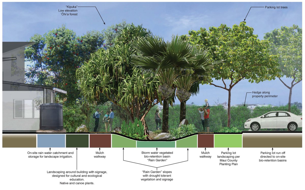 PBRHAWAII's tweet photo. Got rainwater? This section illustrates how storm water can be managed on site as a resource. #lowimpactdevelopment #raingarden #learninglandscapes https://t.co/f2kHaxjNe8