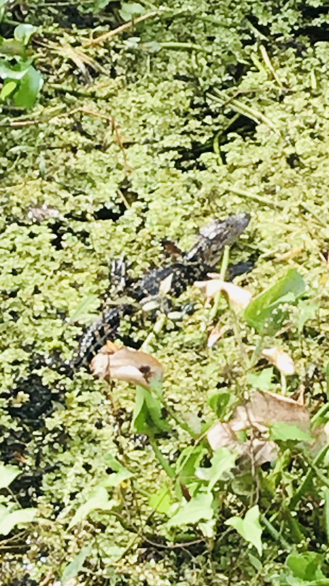 PatRod1015's tweet photo. With second group of 3rd graders at Lettuce Lake today ...Student sees a baby gator,  🐊 student says “I see a lizard!”  Lol 😂 #gatornotlizard #kidssaythefunniestthings  #thisisretirement @oakparklions @hheinzman6 @MsBarone1922 https://t.co/SO7gcBXeUY