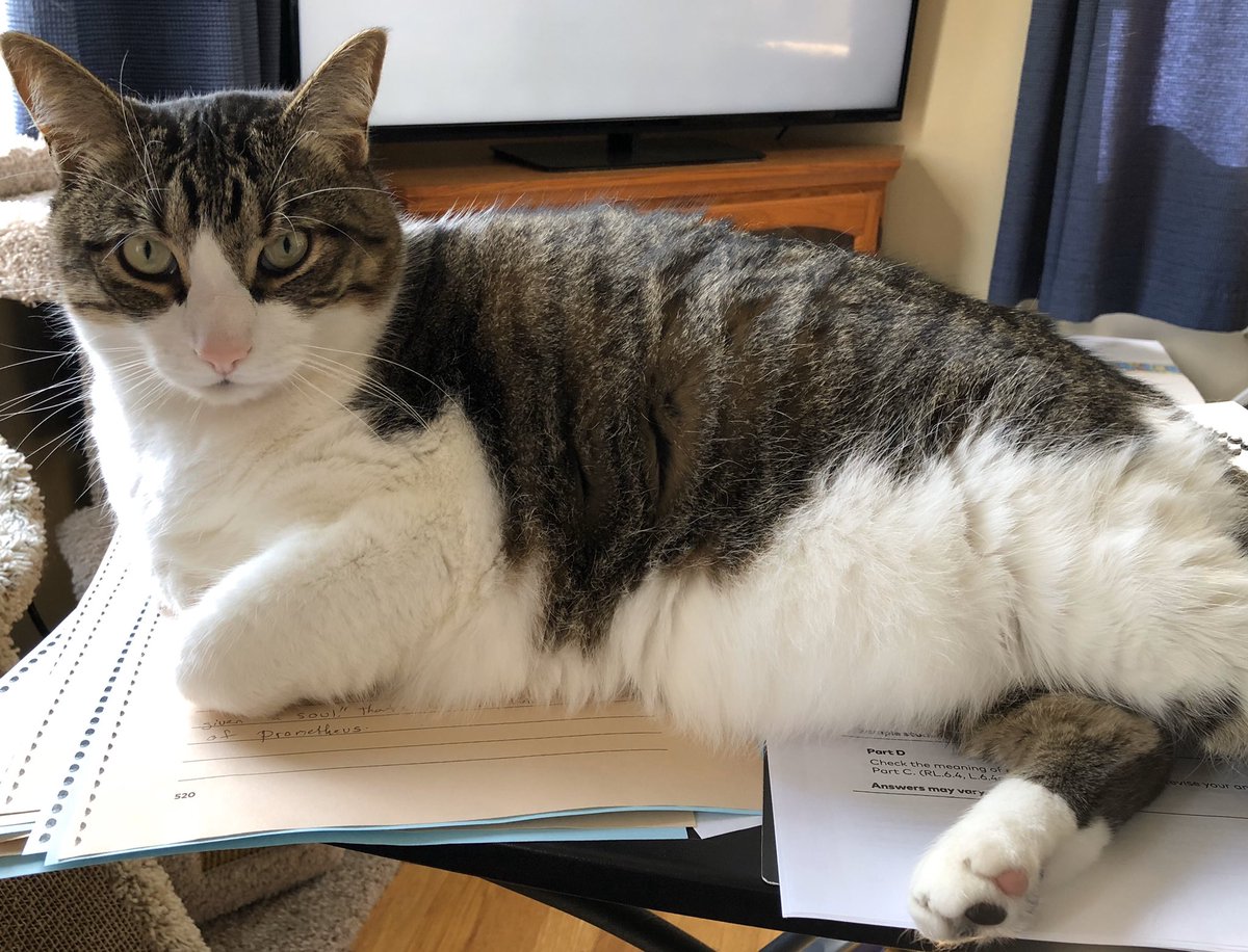 Sabregal18's tweet photo. @LovelyLarryCat Oh yes! I love helping my mom with her school work! ~ Oliver #goodboy #Imsohelpful https://t.co/VoXhaW0cPK