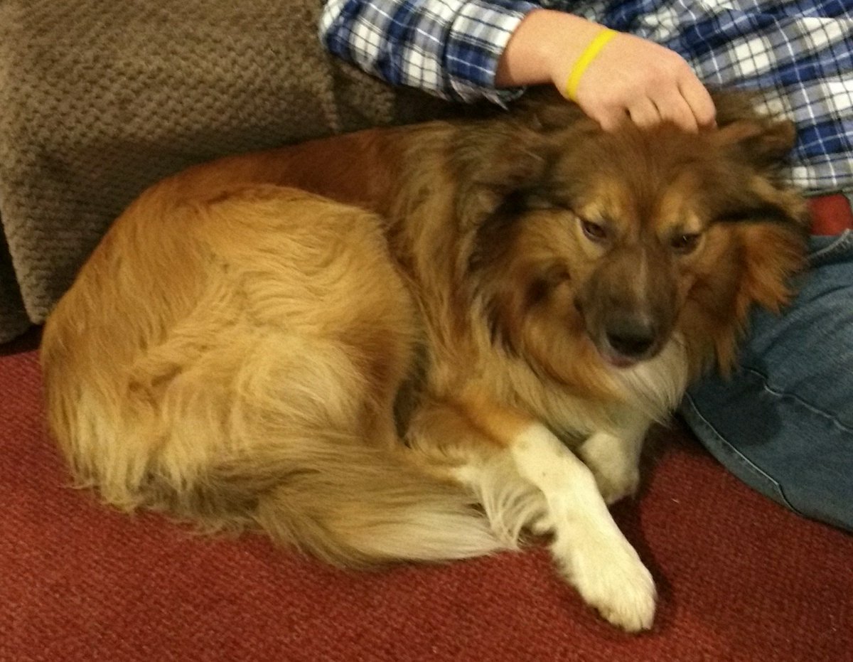 CamasTheCollie's tweet photo. Fireworks again tonight. I really thought they would have stopped by now. Snuggling with Martin by the fire. 🐾🐾 🔥🙂
#bordercollie
#Collie
#DogsofTwitter
#FridayThoughts
#EveningIn https://t.co/tr0Hs0Xc93