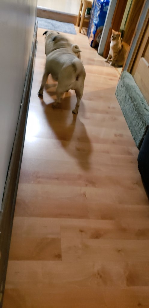 SarahPug12's tweet photo. Orange and Stella racing down the hallway....Dexter's entertainment 🐱😉😂 #FridayMotivation #WhyDoTheyDoThat🐱 #DexterThoughts 🐱 #APugsLife #RescueKitty #ChillKitty #Dexter https://t.co/6c2Ah95krI