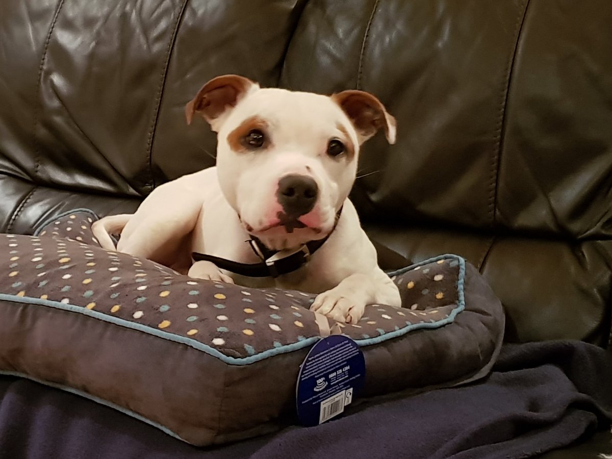 fastlily321's tweet image. #dontblamethebreed Here is my dangerous 7 years old #staffy