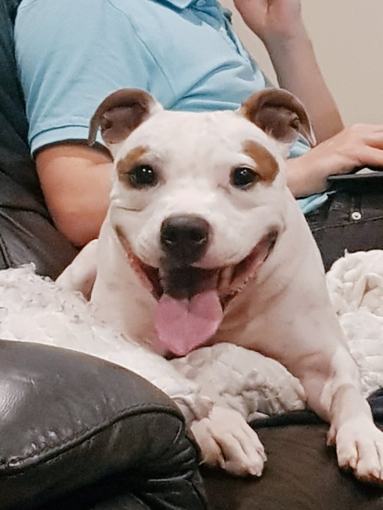 fastlily321's tweet image. #dontblamethebreed Here is my dangerous 7 years old #staffy